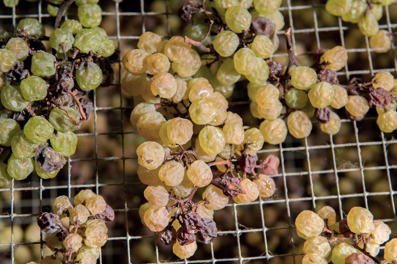 Vignoble Technique Vin de paille Mossu-0015